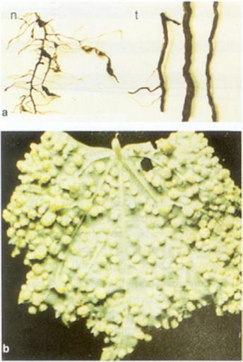 Filokseranın a) Köklerdeki b) Yapraklardaki zararı n:Nodozite (İnce köklerdeki urlar) t:Tüberozite (Kalın köklerdeki urlar)